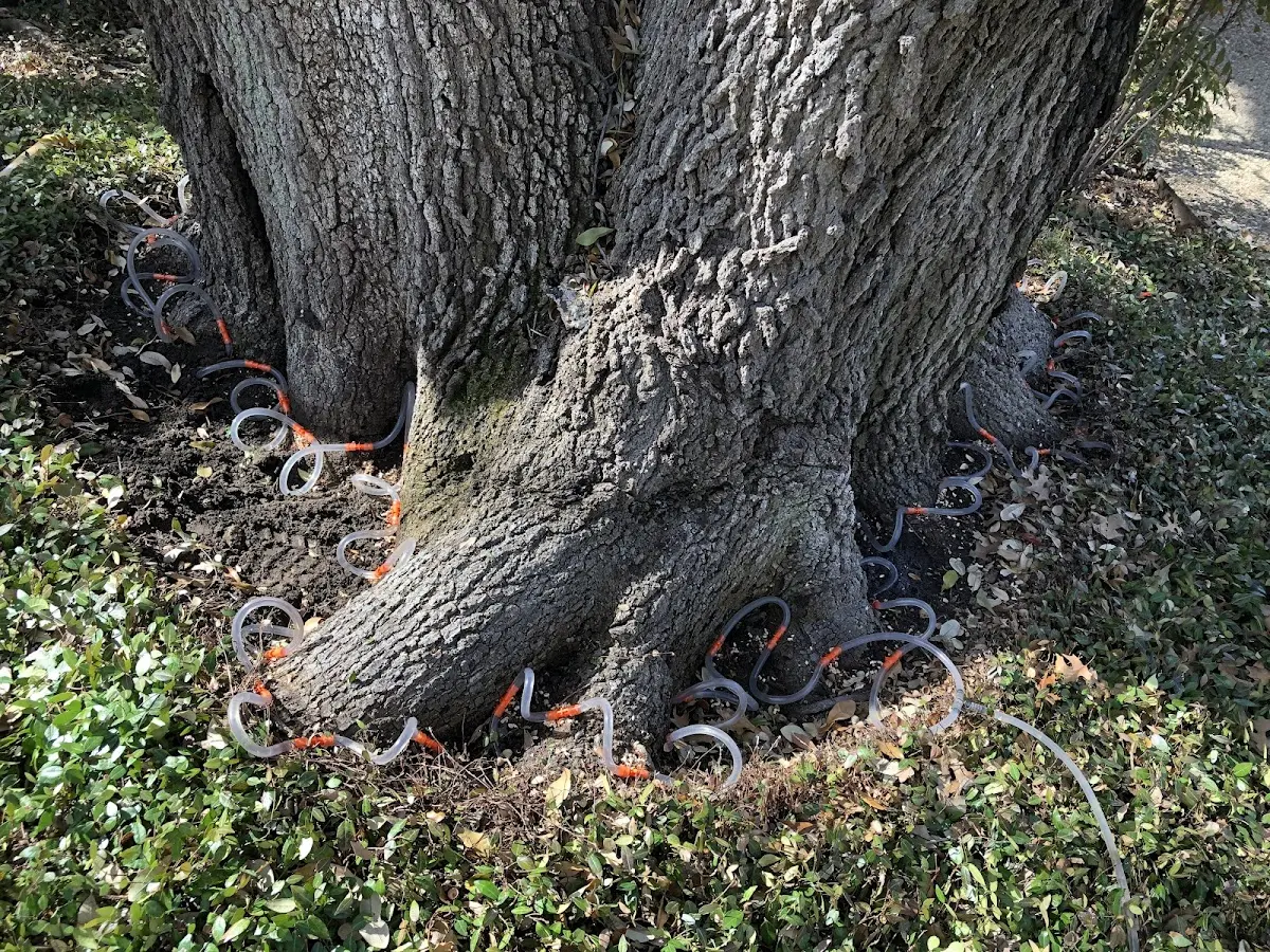 Detailed Tree Cabling and Bracing job site in Great Barrington
